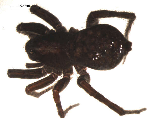 Image of Alopecosa hirtipes (Kulczyński 1907)