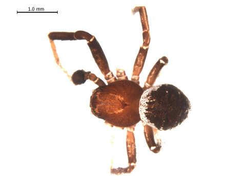 Image of Xysticus ellipticus Turnbull, Dondale & Redner 1965