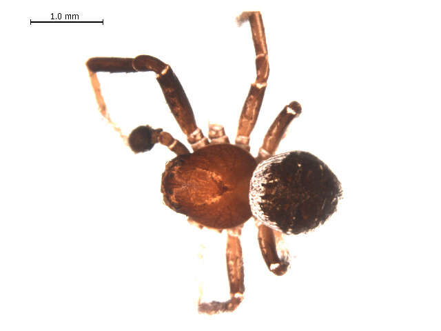 Image of Xysticus ellipticus Turnbull, Dondale & Redner 1965