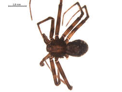 Image of Philodromus peninsulanus Gertsch 1934