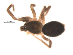 Image of Hahnia cinerea Emerton 1890