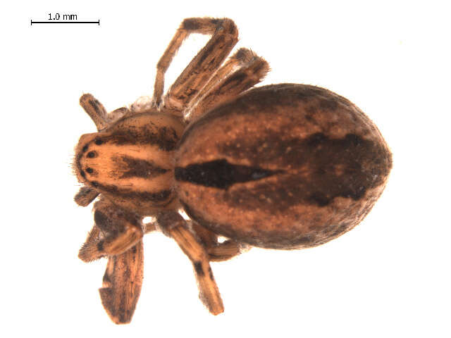 Image of Thanatus rubicellus Mello-Leitão 1929