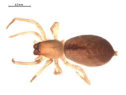 Image of Clubiona furcata Emerton 1919