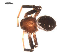 Image of Xysticus ellipticus Turnbull, Dondale & Redner 1965