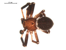 Image of Xysticus ellipticus Turnbull, Dondale & Redner 1965