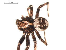 Image de Xysticus luctuosus (Blackwall 1836)