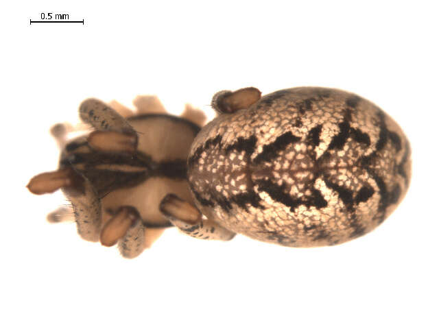 Sivun Pityohyphantes subarcticus Chamberlin & Ivie 1943 kuva