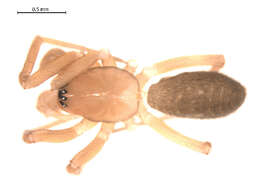 Image of Oreonetides vaginatus (Thorell 1872)