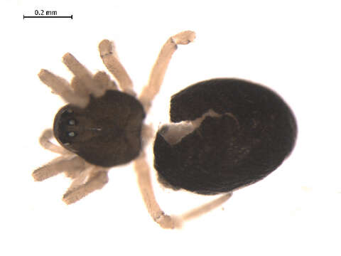 Cnephalocotes resmi