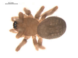 Image of Diplocentria bidentata (Emerton 1882)