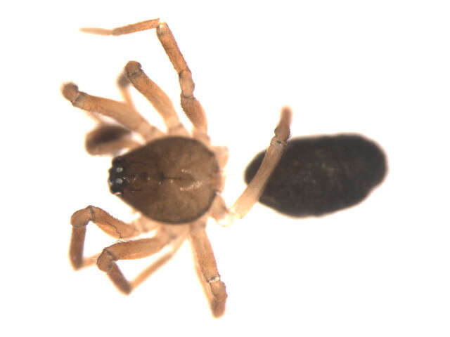 Image of Pocadicnemis americana Millidge 1976