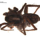 Pardosa lapponica (Thorell 1872) resmi