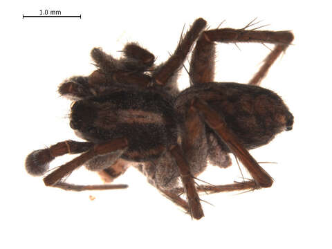 صورة Pardosa lapponica (Thorell 1872)