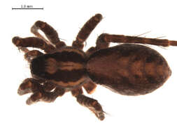 Image of Pardosa lapponica (Thorell 1872)