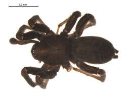 Image of Gnaphosa brumalis Thorell 1875