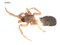 Image of Diplocentria rectangulata (Emerton 1915)