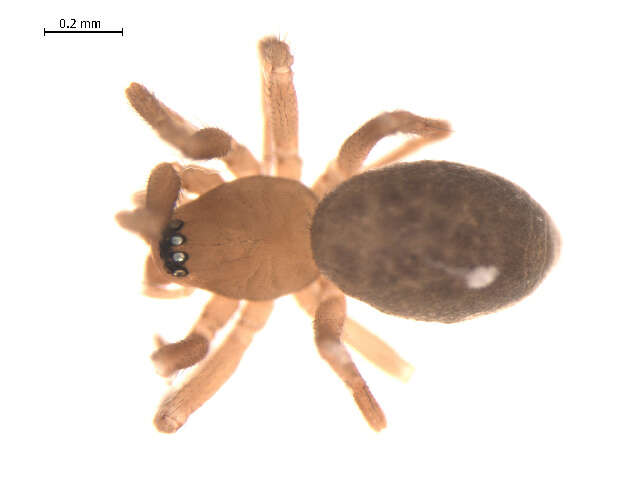 Image of Diplocentria bidentata (Emerton 1882)