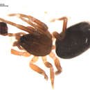 Image of Walckenaeria tricornis (Emerton 1882)