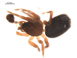 Image of Walckenaeria tricornis (Emerton 1882)