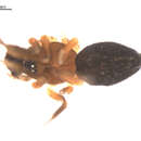 Image of Agyneta olivacea (Emerton 1882)