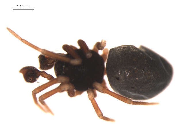 Image of Cnephalocotes obscurus (Blackwall 1834)