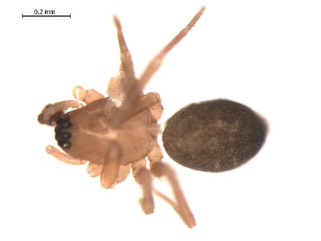 Image of Diplocentria rectangulata (Emerton 1915)