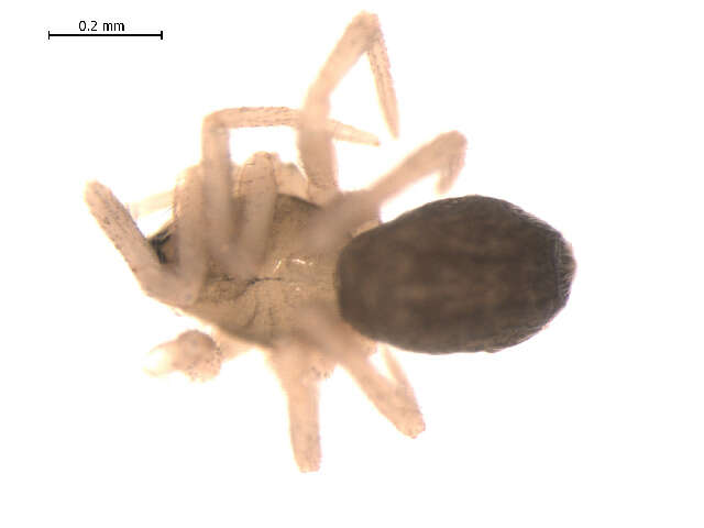 Image of Diplocentria bidentata (Emerton 1882)