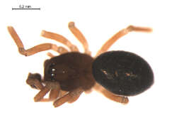 Image of Tiso aestivus (L. Koch 1872)