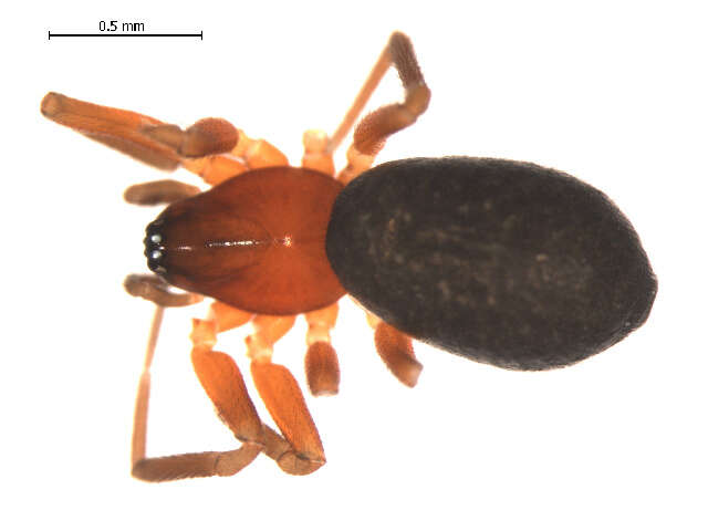 Image of Walckenaeria communis (Emerton 1882)