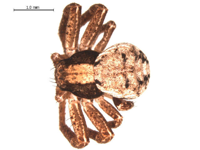 Image of Xysticus nigromaculatus