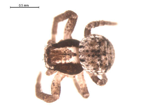 Image of Xysticus durus