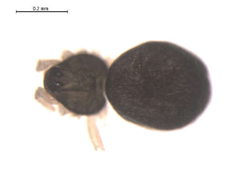 Cnephalocotes resmi