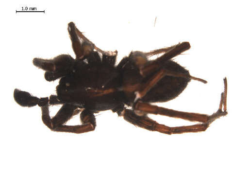 Imagem de Pardosa fuscula (Thorell 1875)