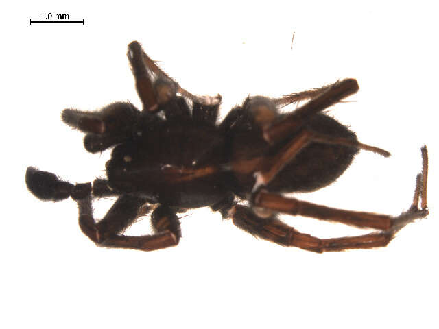 Image of Pardosa fuscula (Thorell 1875)
