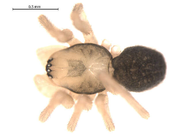 Image of Oreonetides vaginatus (Thorell 1872)