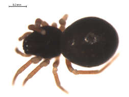 Cnephalocotes obscurus (Blackwall 1834) resmi