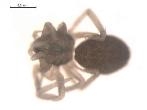 Image of Scotinotylus evansi (O. Pickard-Cambridge 1894)