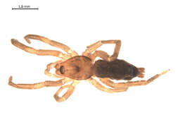 Image of Haplodrassus hiemalis (Emerton 1909)