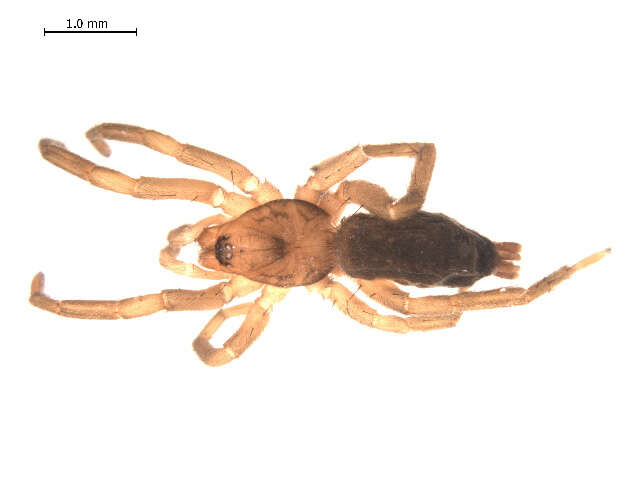 Image of Haplodrassus hiemalis (Emerton 1909)