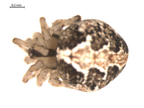 Image of Theridion pictum (Walckenaer 1802)