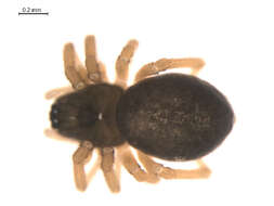 Image of Tmeticus affinis (Blackwall 1855)