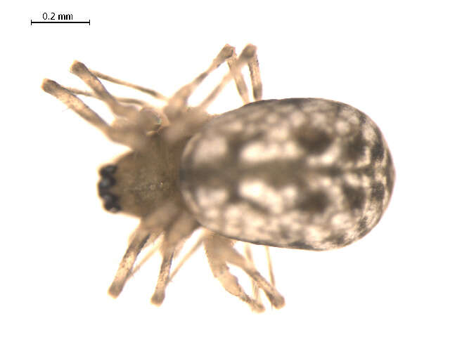 Image of Incestophantes washingtoni (Zorsch 1937)