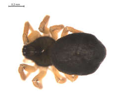 Image of Tmeticus affinis (Blackwall 1855)