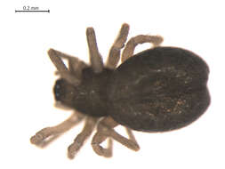 Image of Tmeticus affinis (Blackwall 1855)