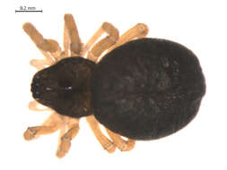 Image of Tmeticus affinis (Blackwall 1855)