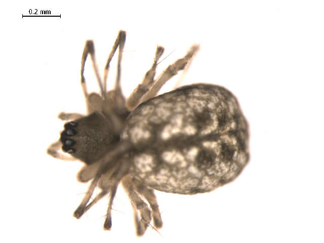 Image of Incestophantes washingtoni (Zorsch 1937)