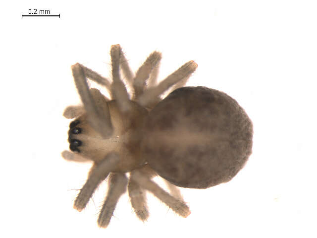 Image of Allomengea scopigera (Grube 1859)