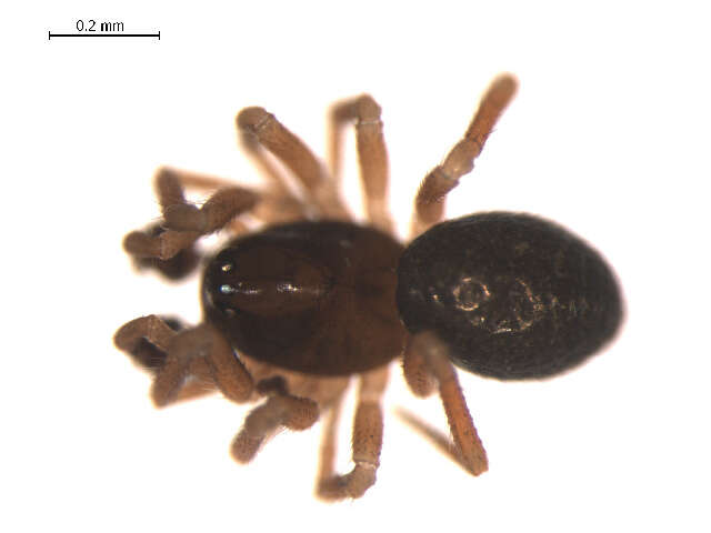 Image of Tiso aestivus (L. Koch 1872)