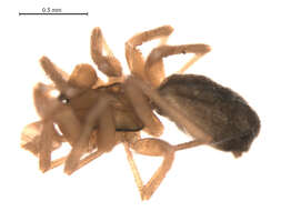 Image of Oreonetides vaginatus (Thorell 1872)