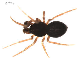 Cnephalocotes obscurus (Blackwall 1834) resmi